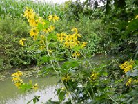 Rudbeckia laciniata 4, Slipbladige rudbeckia, Saxifraga-Rutger Barendse