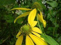 Rudbeckia laciniata 5, Slipbladige rudbeckia, Saxifraga-Rutger Barendse