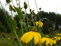 Rudbeckia laciniata 7, Slipbladige rudbeckia, Saxifraga-Rutger Barendse