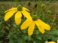 Rudbeckia laciniata 8, Slipbladige rudbeckia, Saxifraga-Rutger Barendse