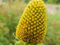 Rudbeckia laciniata 9, Slipbladige rudbeckia, Saxifraga-Rutger Barendse