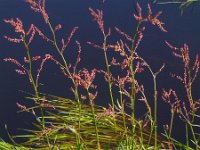 Rumex acetosa 17, Veldzuring, Saxifraga-Ed Stikvoort