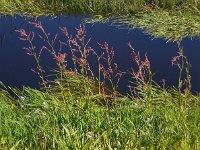 Rumex acetosa 18, Veldzuring, Saxifraga-Ed Stikvoort