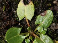 Rumex acetosa 2, Veldzuring, Saxifraga-Rutger Barendse