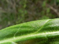 Rumex acetosa 21, Veldzuring, Saxifraga-Rutger Barendse