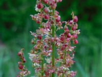 Rumex acetosa 24, Veldzuring, Saxifraga-Ed Stikvoort