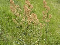 Rumex acetosa 25, Veldzuring, Saxifraga-Ed Stikvoort