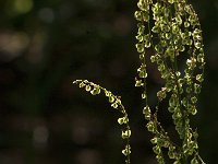 Rumex acetosa 27, Veldzuring, Saxifraga Jan van der Straaten