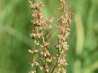 Rumex acetosa 29, Veldzuring, male flower, Saxifraga-Sonja Bouwman  738. Veldzuring (mannelijke bloem) - Rumex acetosa - Polygonaceae familie (i) Westbroekse Zodden (Westbroek), Woerden