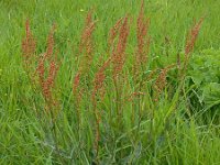 Rumex acetosa 3, Veldzuring, Saxifraga-Ed Stikvoort