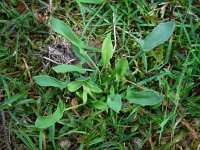 Rumex acetosella 10, Schapenzuring, Saxifraga-Ed Stikvoort