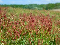 Rumex acetosella 11, Schapenzuring, Saxifraga-Ed Stikvoort