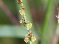 Rumex acetosella 12, Schapenzuring, Saxifraga-Rutger Barendse