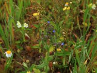 Rumex acetosella 17, Schapenzuring, Saxifraga-Hans Boll