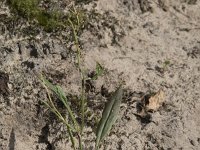 Rumex acetosella 2, Schapenzuring, Saxifraga-Willem van Kruijsbergen