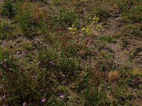 Rumex acetosella 21, Schapenzuring, Saxifraga-Hans Boll