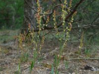 Rumex acetosella 25, Schapenzuring, Saxifraga-Ed Stikvoort