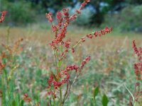 Rumex acetosella 26, Schapenzuring, Saxifraga-Ed Stikvoort