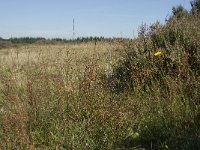 Rumex acetosella 3, Schapenzuring, Saxifraga-Willem van Kruijsbergen