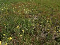 Rumex acetosella 30, Schapenzuring, Saxifraga-Hans Boll