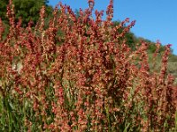 Rumex acetosella 37, Schapenzuring, Saxifraga-Ed Stikvoort