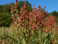 Rumex acetosella 39, Schapenzuring, Saxifraga-Ed Stikvoort