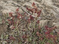 Rumex acetosella 41, Schapenzuring, Saxifraga-Willem van Kruijsbergen (2)