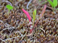 Rumex acetosella 44, Schapenzuring, Saxifraga-Tom Heijnen