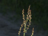 Rumex acetosella 7, Schapenzuring, Saxifraga-Jan van der Straaten