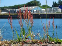 Rumex acetosella 9, Schapenzuring, Saxifraga-Ed Stikvoort