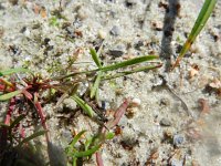 Rumex acetosella ssp acetosella 15, Schapenzuring, Saxifraga-Rutger Barendse