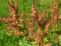 Rumex alpinus 10, Saxifraga-Ed Stikvoort