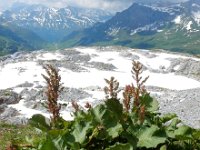 Rumex alpinus 12, Saxifraga-Ed Stikvoort