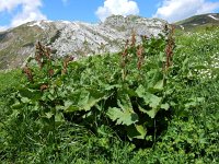 Rumex alpinus 13, Saxifraga-Ed Stikvoort