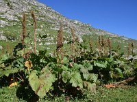 Rumex alpinus 14, Saxifraga-Simone van Velzen