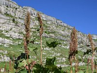 Rumex alpinus 15, Saxifraga-Simone van Velzen