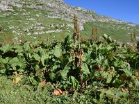 Rumex alpinus 16, Saxifraga-Simone van Velzen