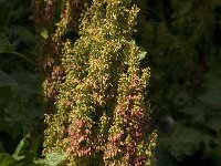 Rumex alpinus 3, Saxifraga-Jan van der Straaten