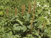 Rumex alpinus 4, Saxifraga-Marijke Verhagen