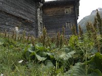 Rumex alpinus 6, Saxifraga-Willem van Kruijsbergen