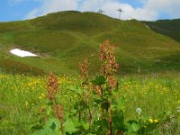 Rumex alpinus 7, Saxifraga-Ed Stikvoort