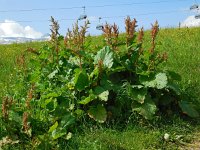 Rumex alpinus 8, Saxifraga-Ed Stikvoort