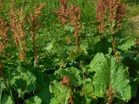 Rumex alpinus 9, Saxifraga-Ed Stikvoort