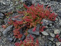 Rumex bucephalophorus 10, Saxifraga-Ed Stikvoort