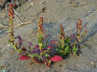 Rumex bucephalophorus 11, Saxifraga-Ed Stikvoort