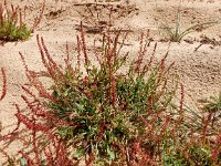 Rumex bucephalophorus 6, Saxifraga-Peter Meininger