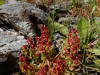 Rumex bucephalophorus 9, Saxifraga-Ed Stikvoort