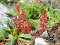 Rumex bucephalophorus ssp gallicus 8, Saxifraga-Ed Stikvoort