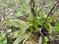 Rumex conglomeratus 3, Kluwenzuring, Saxifraga-Rutger Barendse