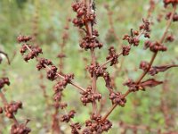 Rumex conglomeratus 4, Kluwenzuring, Saxifraga-Rutger Barendse